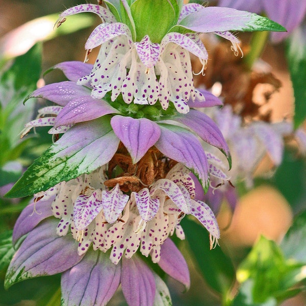 Monarda Punctata - Spotted Bee Balm seed