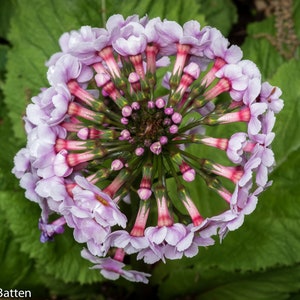 Primula Japonica Apple Blossom seed image 3