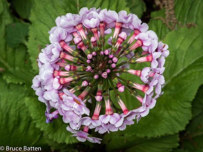 Primula Japonica Apple Blossom seed image 3