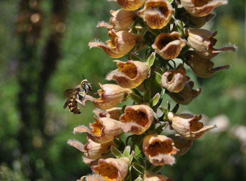 Digitalis Ferruginea Gigantea Rusty Foxglove Seed Only 75 Etsy