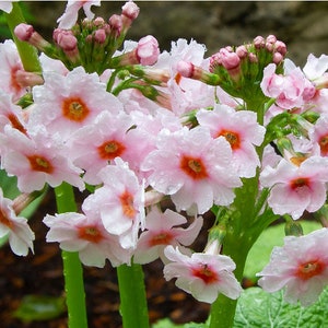 Primula Japonica Apple Blossom seed image 6