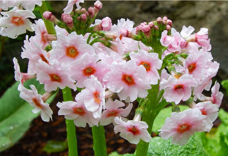 Primula Japonica Apple Blossom seed image 6