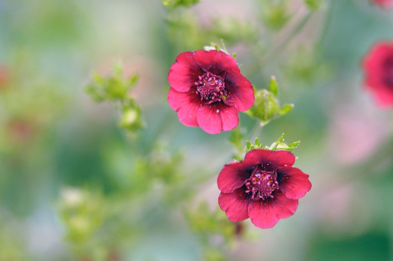 Potentilla Thurberi seed image 1