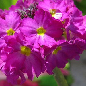 Primula Denticulata Ronsdorf-Hybrids Nepal Color Mix seed image 2