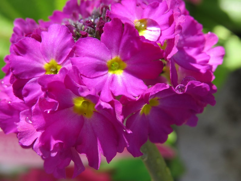 Primula Denticulata Ronsdorf-Hybrids Nepal Color Mix seed image 2