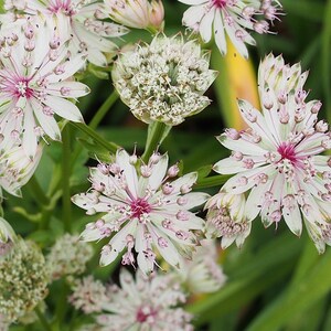 Astrantia Major 'The Great Masterwort' seed image 4