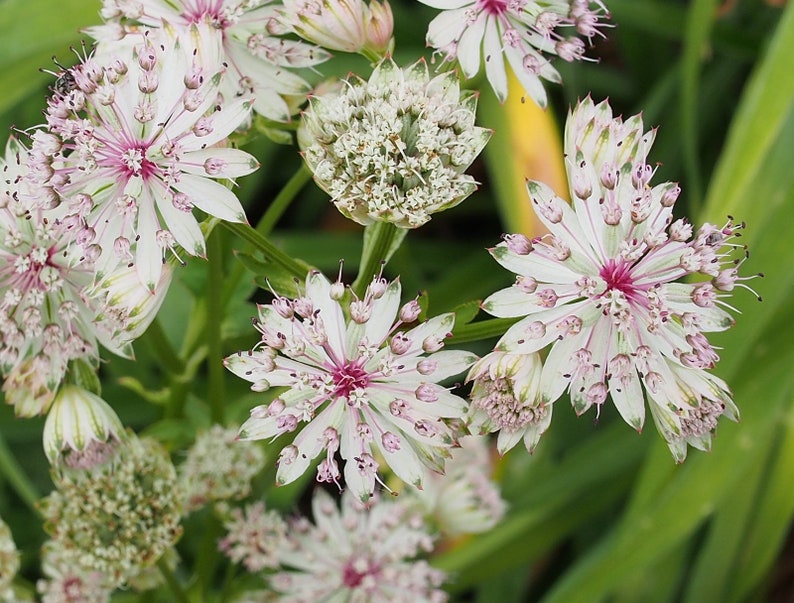 Astrantia Major 'The Great Masterwort' seed image 4