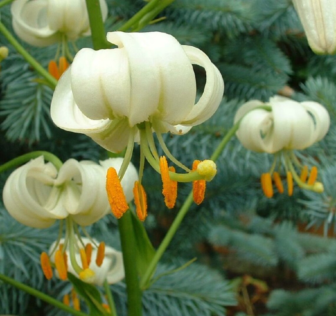 Lilium Martagon Album Seed Only 75 Cents Shipping on Single or Etsy