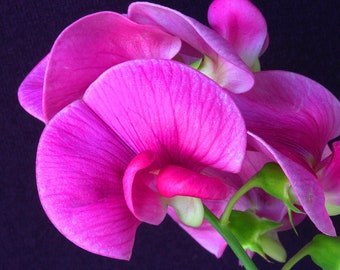 Lathyrus Odoratus - Royal Rose Pink seed