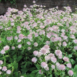 Astrantia Major 'The Great Masterwort' seed image 3