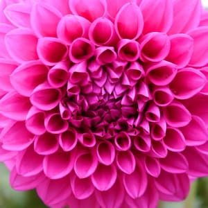 Zinnia Dahlia seed