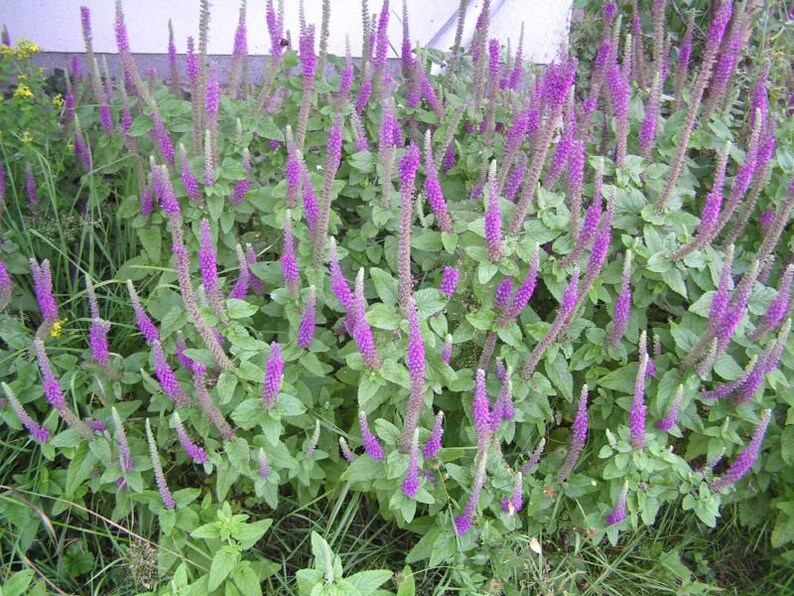 Teucrium Hircanicum seed image 2