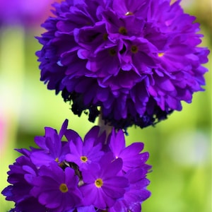 Primula Denticulata Blue Selection seed image 1