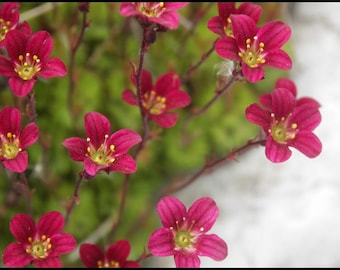 Saxifraga X Arendsii - Purple Robe seed