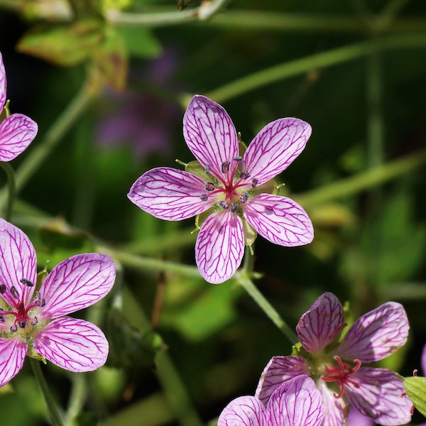 Geranium Yoshinoi seed