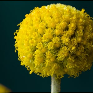 Craspedia Globosa - Billy Button seed