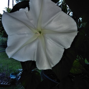 Ipomoea Alba Moon Vine seed image 9