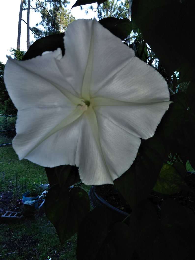 Ipomea Alba Moon Vine seed       only 75 cents Shipping on single or multiple items!!