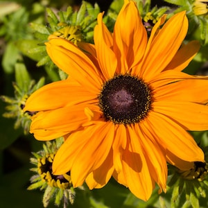 Rudbeckia hirta – Goldilocks seed