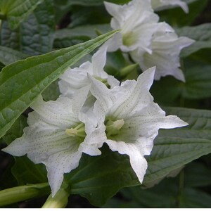 Gentiana Asclepiadea Alba seed image 3