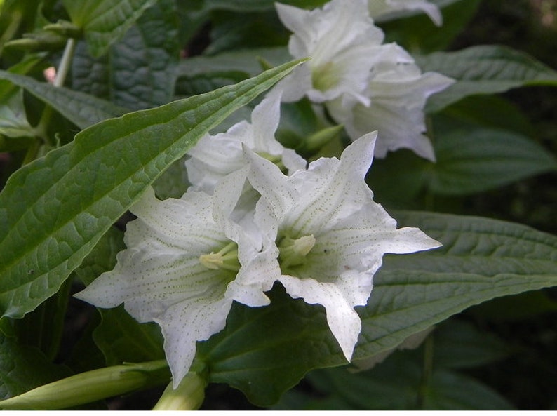 Gentiana Asclepiadea Alba seed image 3