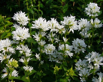 Campanula Glomerata - Alba seed