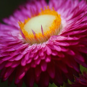 Helichrysum Bracteatum Strawflower Mix seed image 1