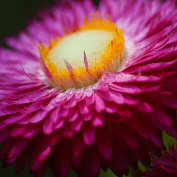 Helichrysum Bracteatum - Strawflower Mix seed