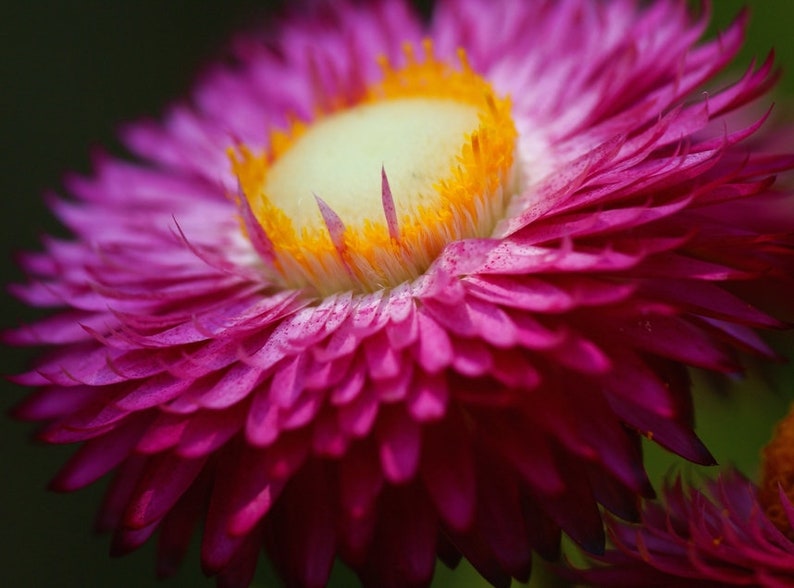 Helichrysum Bracteatum Strawflower Mix seed image 1