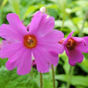 Primula Polyneura seed image 3