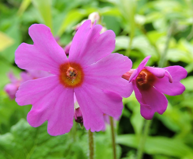 Primula Polyneura seed image 3