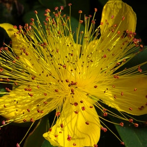 Semilla de Hypericum Calycinum 'Rosa de Sharon' imagen 4