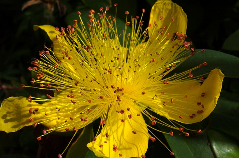 Semilla de Hypericum Calycinum 'Rosa de Sharon' imagen 4