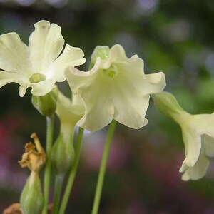 Primula Alpicola Mixed Colors seed image 4