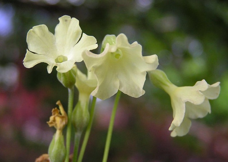 Primula Alpicola Mixed Colors seed image 4