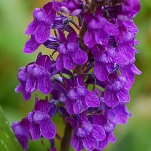 Linaria Purpurea - Purple Toadflax seed