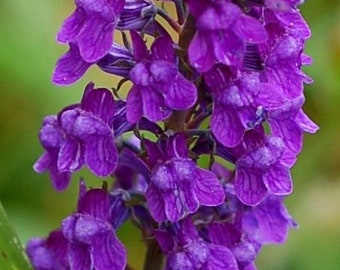 Linaria Purpurea - Purple Toadflax seed