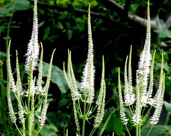 Veronica Spicata Alba seeds