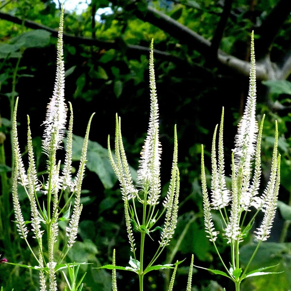 Veronica Spicata Alba seeds