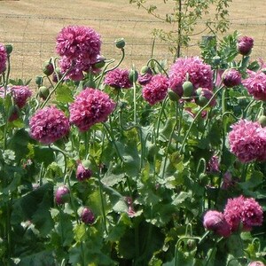 Poppy Papaver Paeoniflorum Purple Peony Poppy seed image 2