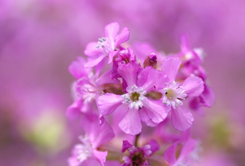 Lychnis Viscaria Sticky Catchfly seed image 5