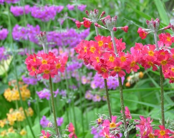 Primula x Bulleesiana - Candelabra Mixture seed