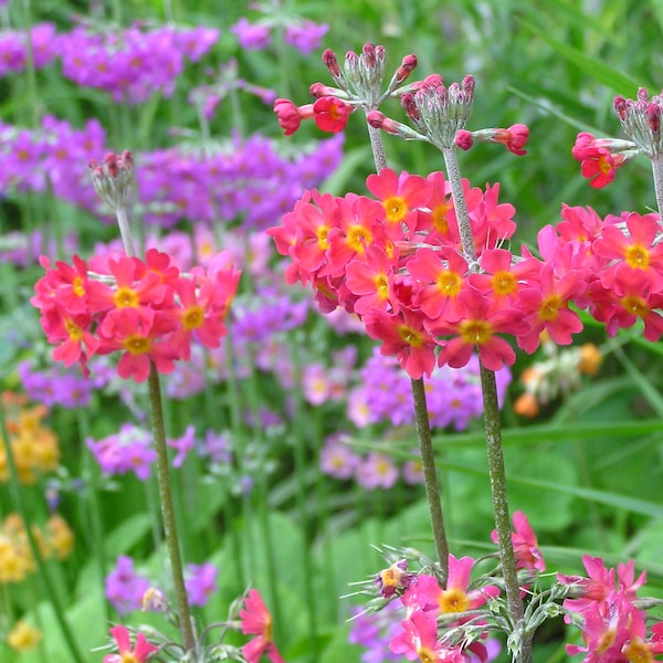 Primula x Bulleesiana - Candelabra Mixture seed