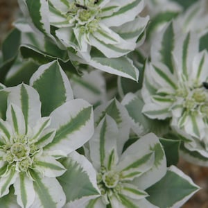 Faux Greenery, Euphorbia, Euphorbia Marginata, Variegated Greenery, Gray  Green, Floral Stem, Greenery Stem, Artificial Greenery 