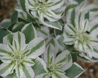 Euphorbia Marginata - Early Snow - Snow On The Mountain seed