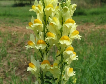 Linaria vulgaris – Butter & Eggs seed