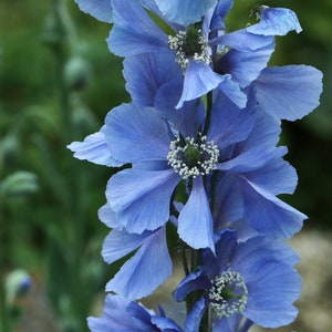 Poppy Meconopsis Horridula seed image 2