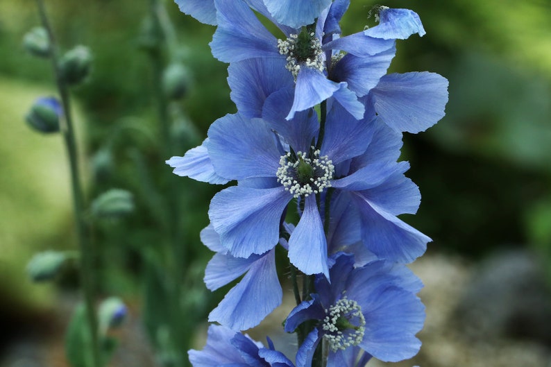 Poppy Meconopsis Horridula seed image 2