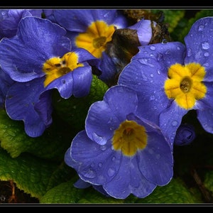 Primula Acaulis Accord Blue seed image 3