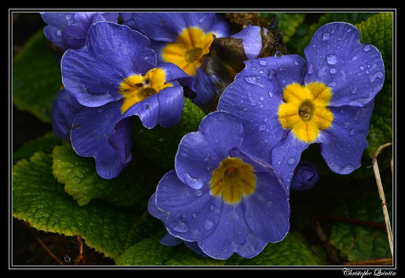 Primula Acaulis Accord Blue seed image 3